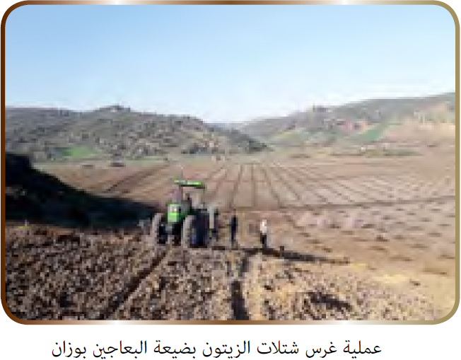 عملة غرس شتلات الزيتون