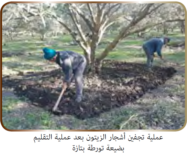 عملية تجفين أشجار الزيتون
