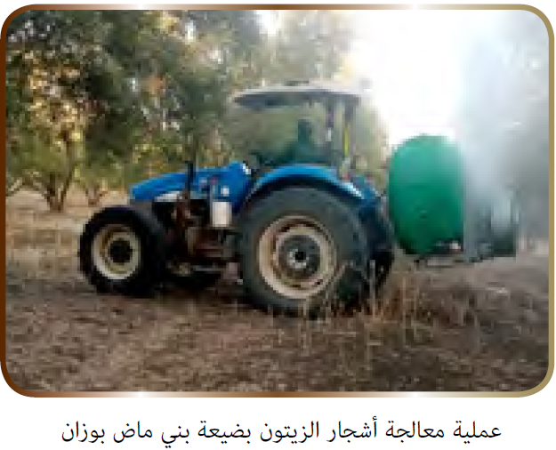 عملية معالجة أشجار الزيتون
